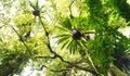 Borneo tropical rainforest BirdÃ¢â¬â¢s nest ferns & trees